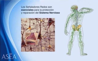 ASEA - EL MILAGRO DE LAS MOLÉCULAS DE SEÑALIZACIÓN REDOX