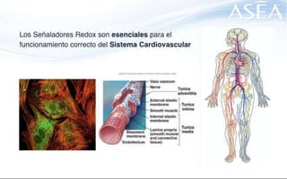 ASEA - EL MILAGRO DE LAS MOLÉCULAS DE SEÑALIZACIÓN REDOX
