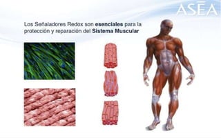 ASEA - EL MILAGRO DE LAS MOLÉCULAS DE SEÑALIZACIÓN REDOX