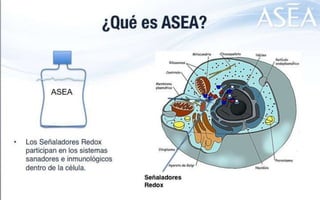 ASEA - EL MILAGRO DE LAS MOLÉCULAS DE SEÑALIZACIÓN REDOX