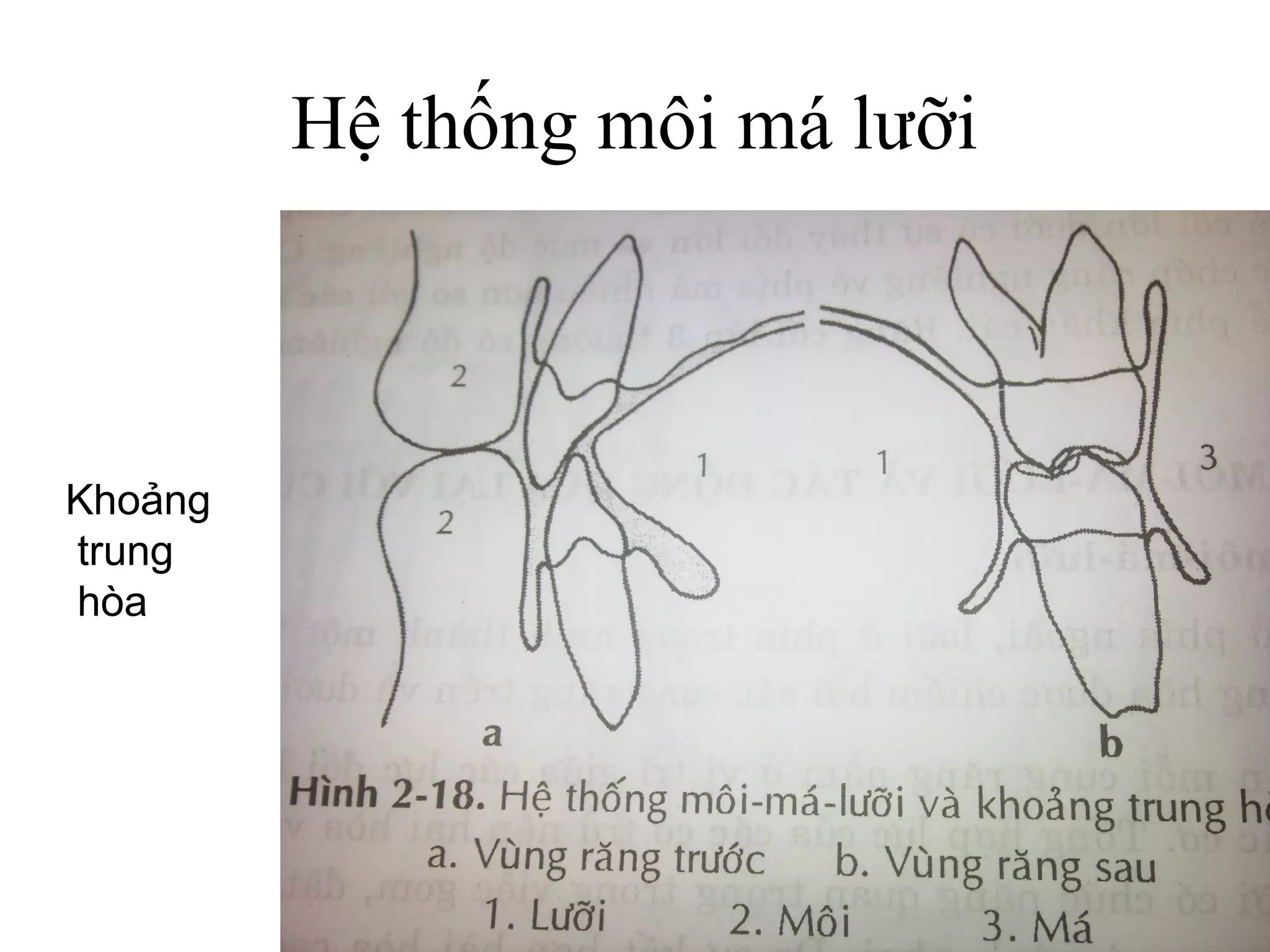 Hệ thống môi má lưỡi



Khoảng
trung
hòa
 