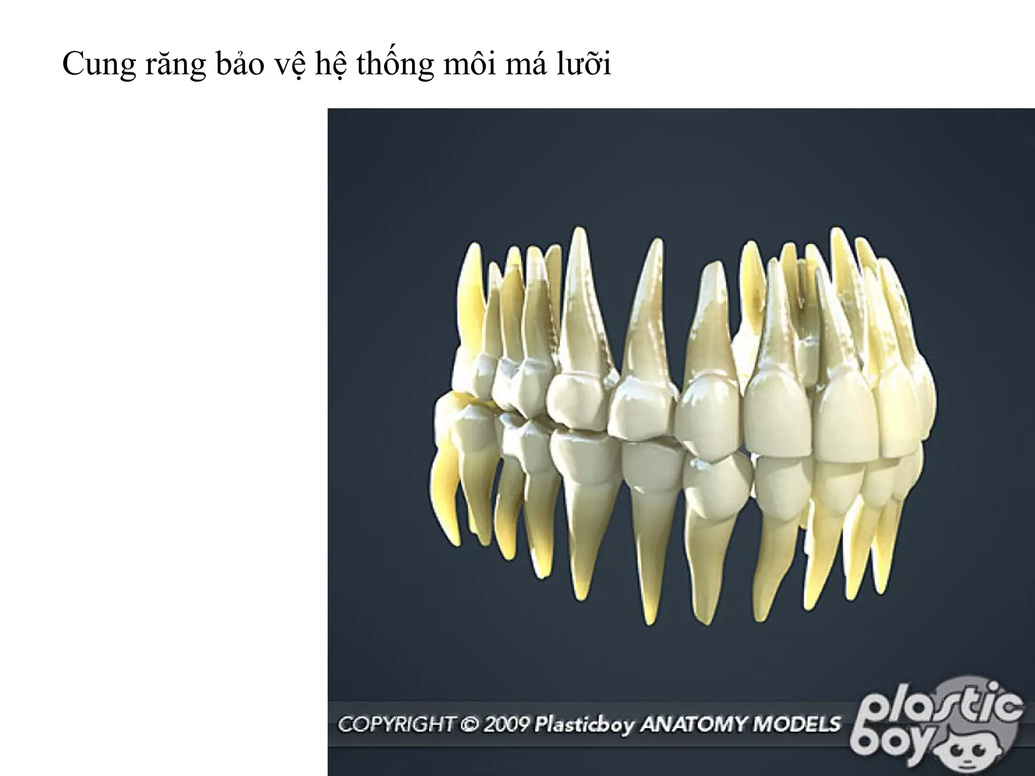 Cung răng bảo vệ hệ thống môi má lưỡi
 