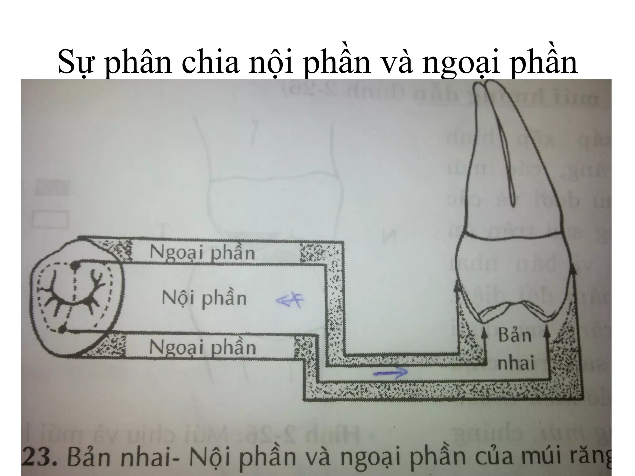Sự phân chia nội phần và ngoại phần
 