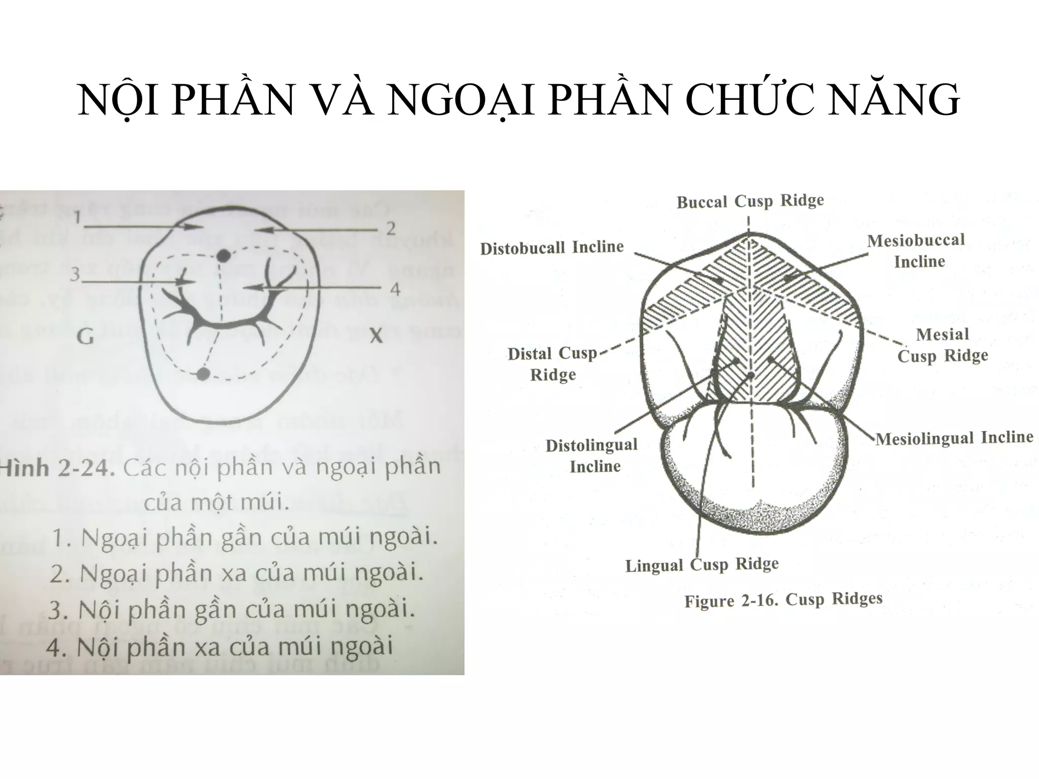 NỘI PHẦN VÀ NGOẠI PHẦN CHỨC NĂNG
 