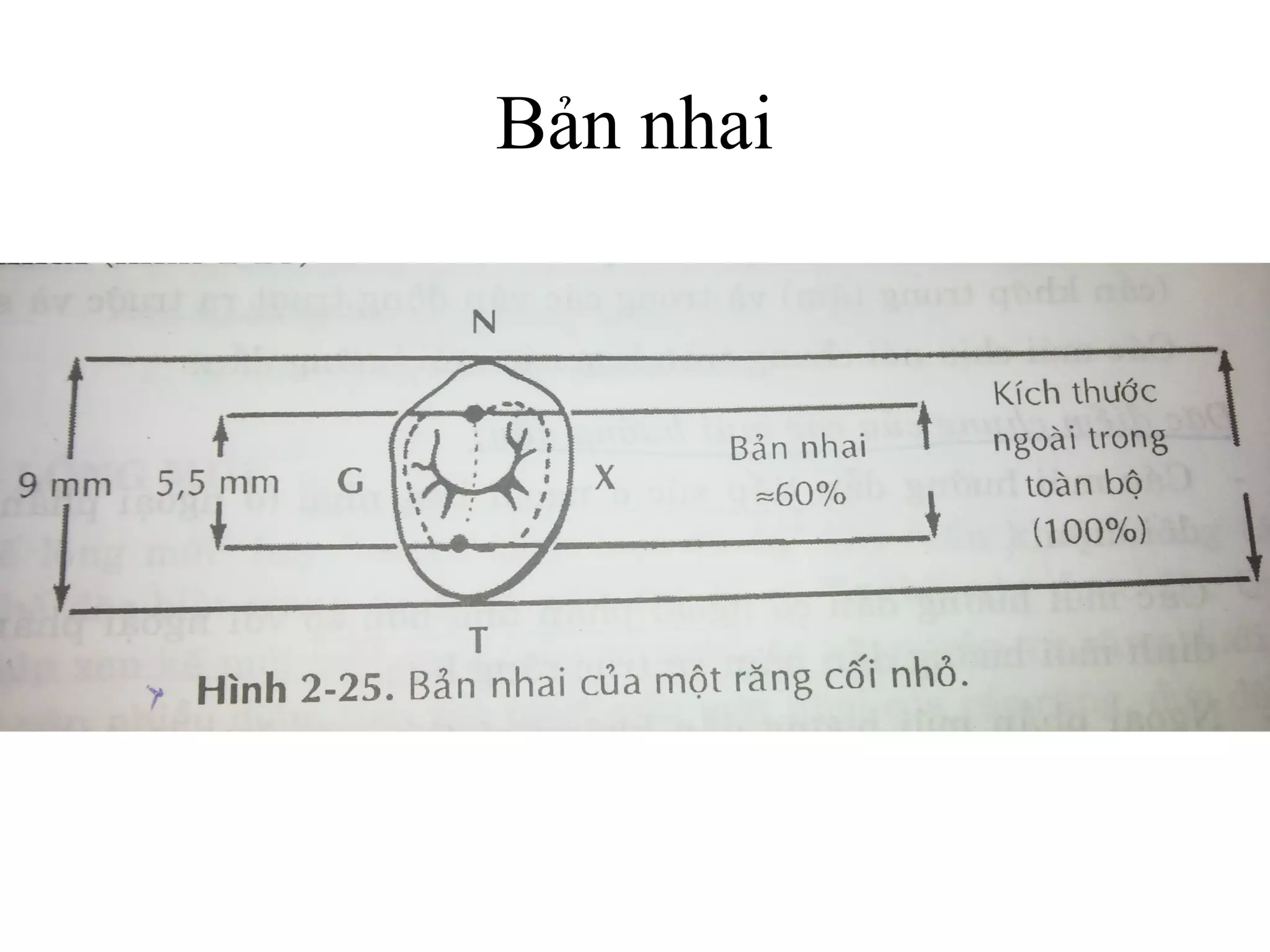 Bản nhai
 