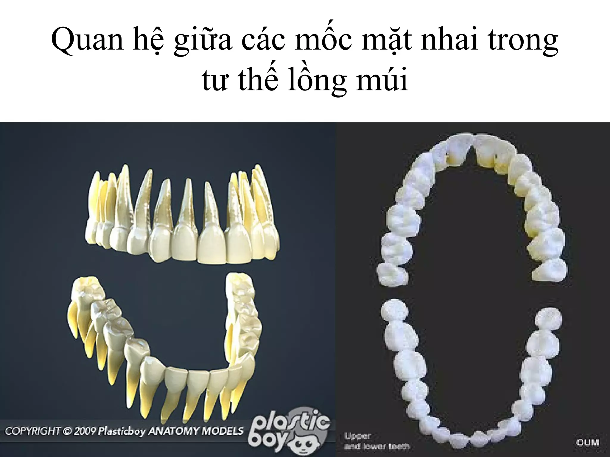 Quan hệ giữa các mốc mặt nhai trong
          tư thế lồng múi
 