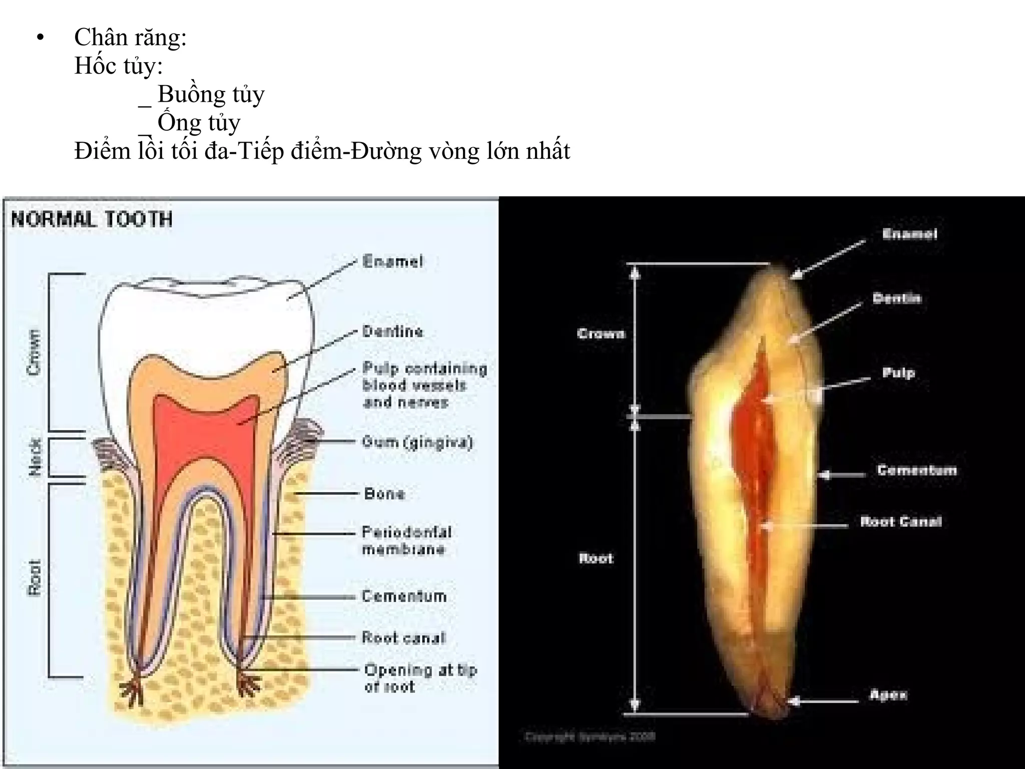 •   Chân răng:
    Hốc tủy:
          _ Buồng tủy
          _ Ống tủy
    Điểm lồi tối đa-Tiếp điểm-Đường vòng lớn nhất
 