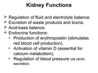 Kidney Functions
 Regulation of fluid and electrolyte balance.
 Excretion of waste products and toxins.
 Acid-base balance.
 Endocrine functions:
• Production of erythropoietin (stimulates
red blood cell production).
• Activation of vitamin D (essential for
calcium metabolism).
• Regulation of blood pressure via renin
secretion.
 