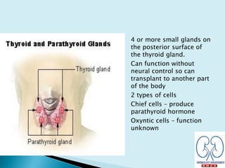 • 4 or more small glands on
the posterior surface of
the thyroid gland.
• Can function without
neural control so can
transplant to another part
of the body
• 2 types of cells
– Chief cells – produce
parathyroid hormone
– Oxyntic cells – function
unknown
 