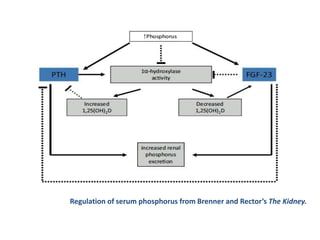 Regulation of serum phosphorus from Brenner and Rector’s The Kidney.
 