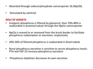 • Absorbed through sodium/phosphate cotransporter 2b (Npt2b)

•   Stimulated by calcitriol

ROLE OF KIDNEYS
• Inorganic phosphorus is filtered by glomeruli, then 70%-80% is
  reabsorbed in proximal tubule through the Npt2a cotransporter

• Npt2a is moved to or removed from the brush border to facilitate
  phosphorus reabsorption or excretion, respectively

• 20%-30% of filtered phosphorus is reabsorbed in distal tubule

• Renal phosphorus excretion is sensitive to serum phosphorus levels;
  PTH and FGF-23 increase phosphorus excretion

•   Phosphorus depletion decreases its own excretion
 
