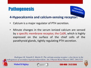 Pathogenesis
Waleed El-Refaey CKD-MBD 21/2/2016
4-Hypocalcemia and calcium-sensing receptor:
• Calcium is a major regulator of PTH secretion.
• Minute changes in the serum ionized calcium are sensed
by a specific membrane receptor, the CaSR, which is highly
expressed on the surface of the chief cells of the
parathyroid glands, tightly regulating PTH secretion.
Rodriguez M, Nemeth E, Martin D. The calcium-sensing receptor: a key factor in the
pathogenesis of secondary hyperparathyroidism. Am J Physiol Renal Physiol 2005; 288:F253.
 