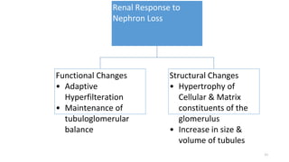 Renal Response to
Nephron Loss
Functional Changes
• Adaptive
Hyperfilteration
• Maintenance of
tubuloglomerular
balance
Structural Changes
• Hypertrophy of
Cellular & Matrix
constituents of the
glomerulus
• Increase in size &
volume of tubules
11
 