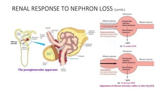 RENAL RESPONSE TO NEPHRON LOSS (contd.)
12
 