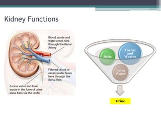 Kidney Functions
Urine
Extra
Water
Salts
Toxins
and
Wastes
 