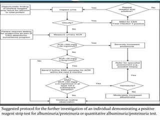 Suggested protocol for the further investigation of an individual demonstrating a positive
reagent strip test for albuminuria/proteinuria or quantitative albuminuria/proteinuria test.
 