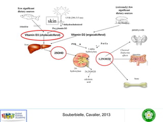 Few significant
dietary sources
UVB (290-315 nm)
7-dehydrocholesterol
Pre-vitamin D3
Vitamin D3 (cholecalciferol)
intestine
skin
Vitamin D2 (ergocalciferol)
(extremely) few
significant
dietary sources
25OHD
1,25OH2D
PTH +
parathyroids
intestine
bone
Classical
Endocrine
effects
1 alpha
hydroxylase
24,25OH2D
calcitroic
acid
24-
hydroxylase
liver P et Ca
-
Souberbielle, Cavalier, 2013
 
