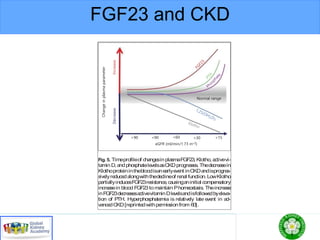 FGF23 and CKD
lotho levelsof CKD patients have been
ein thevery early stagesof CKD and to
KD progresses [36]. In a rodent CKD
vels in plasma, urine, and kidney were
se in parallel [36], but the relationship
elsin CKD patientsremainsto bedeter-
ore, almost all modelsof CKD, includ-
avebeen createdbyrenal tissueablation,
tis, nephrotoxin, diabetic nephropathy,
e kidney damage, are characterized by
wnregulation of Klotho mRNA and pro-
ey and by low plasma or urine-soluble
]. Plasma soluble Klotho levels are also
early stagesof CKD [58].Pavik et al.[63]
dingthatsolubleKlothoand1,25(OH)2D
nd FGF23 levels increase in the early
nd that PTH levelsincreasein themore
Akimoto et al. [64] haverecently shown
Klotho levels of CKD patients, rather
Klotholevels,arelinked totheir number
phrons.Sakan et al.[65] recentlyreport-
renal α-Klotho levelsweresignificantly
um FGF23 levels were significantly ele-
d intermediate CKD, serum P levelsre-
he normal range. Despite falling renal
heincreasein FGF23 enhanced urinary
d serum 1,25(OH)2D levelsin early and
D, though not in advanced CKD. In ad-
ubleKlotho levelsfell significantly over
overlapping distinct mechanisms of initiation and pro-
gression [68, 69].Vascular calcification isadynamicpro-
Fig. 5. Timeprofileof changesinplasmaFGF23,Klotho,activevi-
taminD,andphosphatelevelsasCKDprogresses. Thedecreasein
Klothoproteininthebloodisanearlyevent inCKDandisprogres-
sivelyreducedalongwiththedeclineof renal function.LowKlotho
partiallyinducesFGF23resistance,causinganinitial compensatory
increasein blood FGF23tomaintain Phomeostasis. Theincrease
inFGF23decreasesactivevitaminDlevelsandisfollowedbyeleva-
tion of PTH. Hyperphosphatemia is relatively late event in ad-
vancedCKD[reprintedwithpermissionfrom 60].
Colorversionavailableonline
 