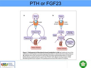 PTH or FGF23
 