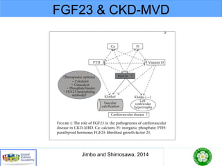 FGF23 & CKD-MVD
Jimbo and Shimosawa, 2014
 