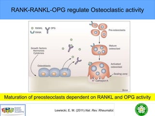 RANK-RANKL-OPG regulate Osteoclastic activity
Lewiecki, E. M. (2011) Nat. Rev. Rheumatol.
Maturation of preosteoclasts dependent on RANKL and OPG activity
 