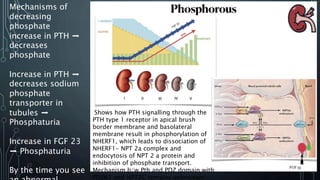 Mechanisms of
decreasing
phosphate
increase in PTH ➡️
decreases
phosphate
Increase in PTH ➡️
decreases sodium
phosphate
transporter in
tubules ➡️
Phosphaturia
Increase in FGF 23
➡️ Phosphaturia
By the time you see
IShows how PTH signalling through the
PTH type 1 receptor in apical brush
border membrane and basolateral
membrane result in phosphorylation of
NHERF1, which leads to dissociation of
NHERF1- NPT 2a complex and
endocytosis of NPT 2 a protein and
inhibition of phosphate transport.
Mechanism b/w Pth and PDZ domain with
PDZK1 and NPT2C remains unknwown
 