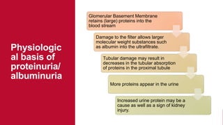 Glomerular Basement Membrane
retains (large) proteins into the
blood stream
Damage to the filter allows larger
molecular weight substances such
as albumin into the ultrafiltrate.
Tubular damage may result in
decreases in the tubular absorption
of proteins in the proximal tubule
More proteins appear in the urine
Increased urine protein may be a
cause as well as a sign of kidney
injury.
Physiologic
al basis of
proteinuria/
albuminuria
 
