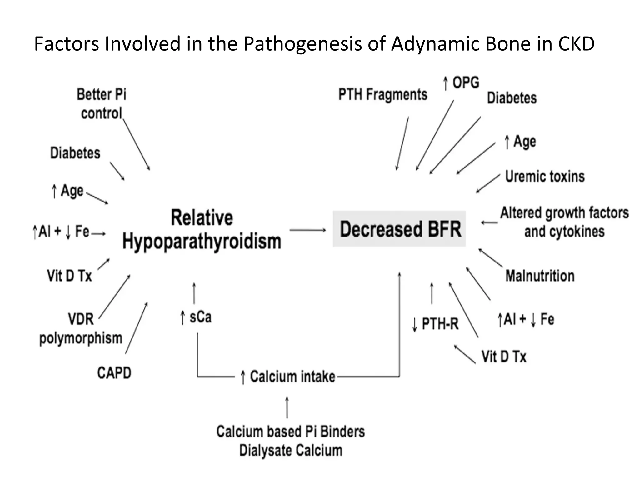Factors Involved in the Pathogenesis of Adynamic Bone in CKD
 