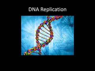 DNA Replication

 