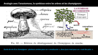 Durée de vie d’un champignon : plusieurs années pour un « amadouvier », deux jours maxi pour un « rosé des prés ».
Analogie avec l’anastomose, la symbiose entre les arbres et les champignons
 