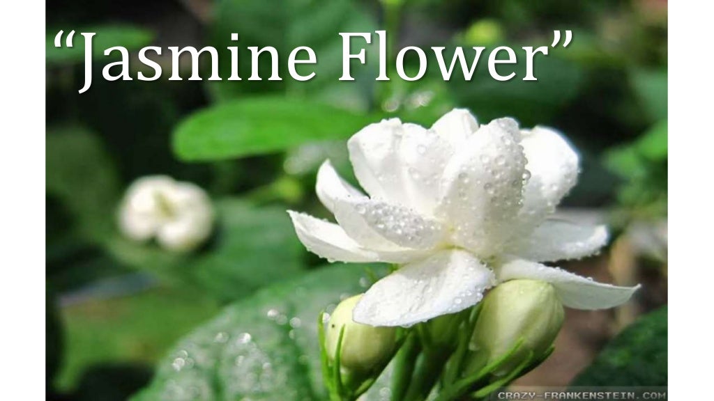 Moli Hua "The Jasmine Flower" (Grade 8 Chinese Folk Song) MAPEH (Musi…