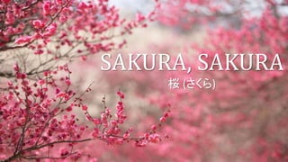 SAKURA, SAKURA
桜 (さくら)
 