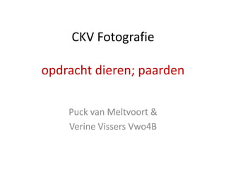 CKV Fotografieopdracht dieren; paarden Puck van Meltvoort & Verine Vissers Vwo4B 