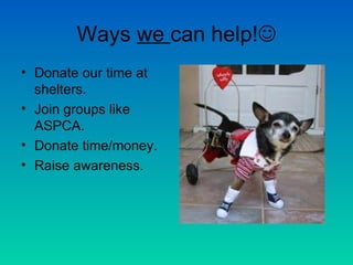 Ways we can help!
• Donate our time at
  shelters.
• Join groups like
  ASPCA.
• Donate time/money.
• Raise awareness.
 