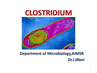 CLOSTRIDIUM

Department of Microbiology,AIMSR
Dr.I.Wani
1

 
