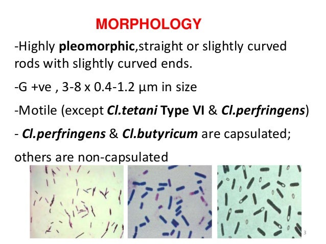 ClOSTRIDIUM perfringens