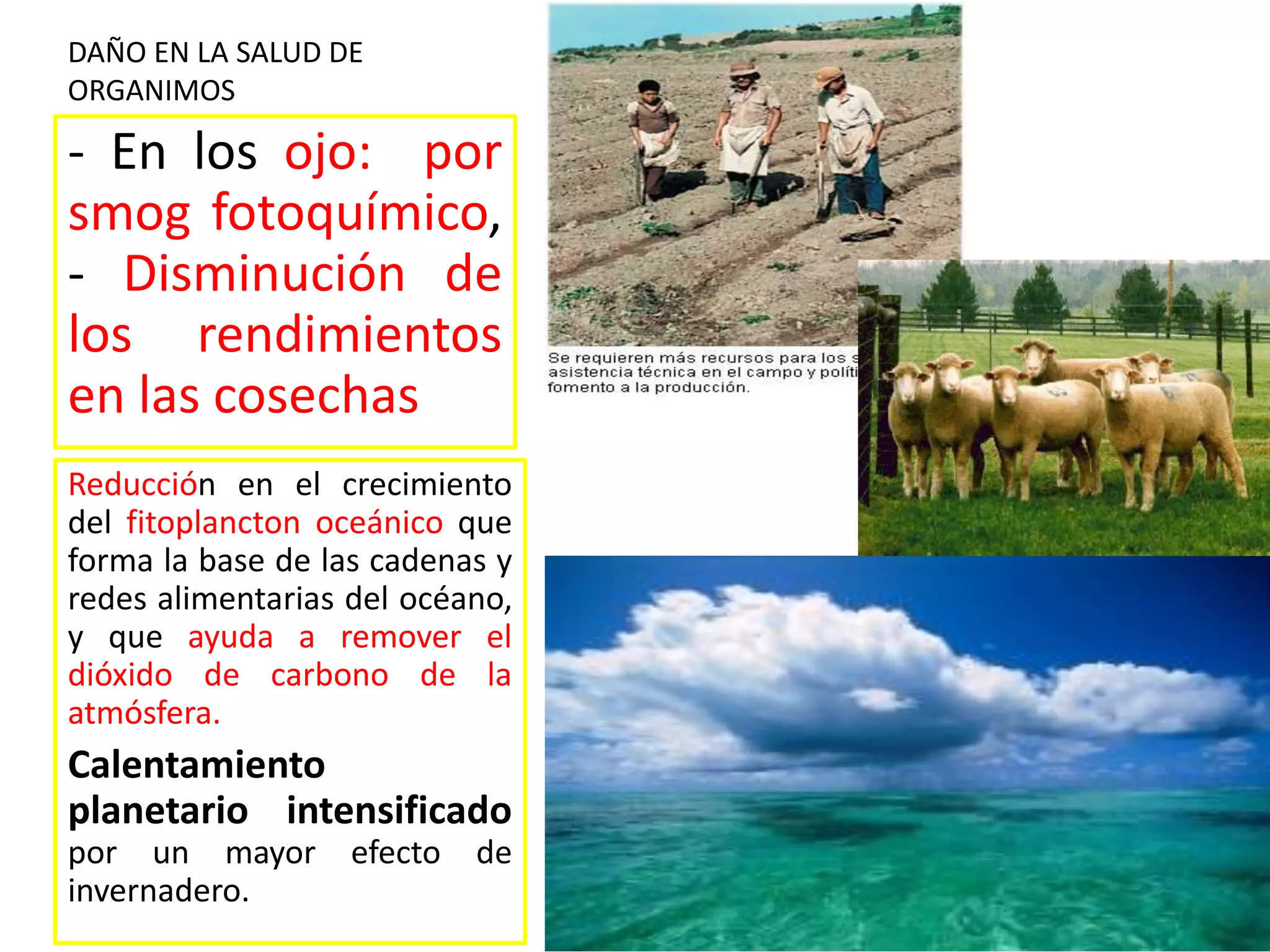 - En los ojo: por
smog fotoquímico,
- Disminución de
los rendimientos
en las cosechas
Reducción en el crecimiento
del fitoplancton oceánico que
forma la base de las cadenas y
redes alimentarias del océano,
y que ayuda a remover el
dióxido de carbono de la
atmósfera.
Calentamiento
planetario intensificado
por un mayor efecto de
invernadero.
DAÑO EN LA SALUD DE
ORGANIMOS
 