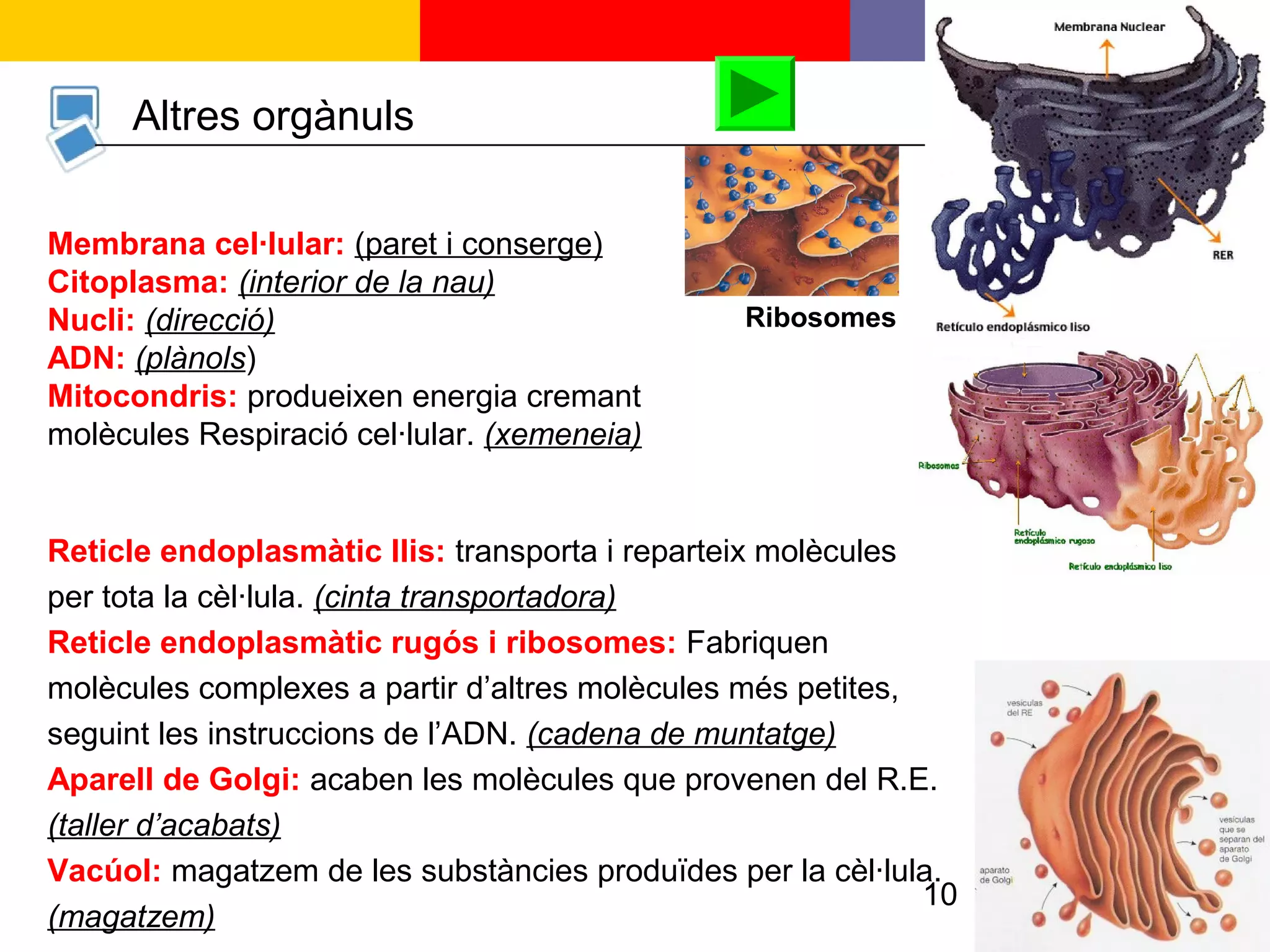 10
Altres orgànuls
Reticle endoplasmàtic llis: transporta i reparteix molècules
per tota la cèl·lula. (cinta transportadora)
Reticle endoplasmàtic rugós i ribosomes: Fabriquen
molècules complexes a partir d’altres molècules més petites,
seguint les instruccions de l’ADN. (cadena de muntatge)
Aparell de Golgi: acaben les molècules que provenen del R.E.
(taller d’acabats)
Vacúol: magatzem de les substàncies produïdes per la cèl·lula.
(magatzem)
Membrana cel·lular: (paret i conserge)
Citoplasma: (interior de la nau)
Nucli: (direcció)
ADN: (plànols)
Mitocondris: produeixen energia cremant
molècules Respiració cel·lular. (xemeneia)
Ribosomes
 