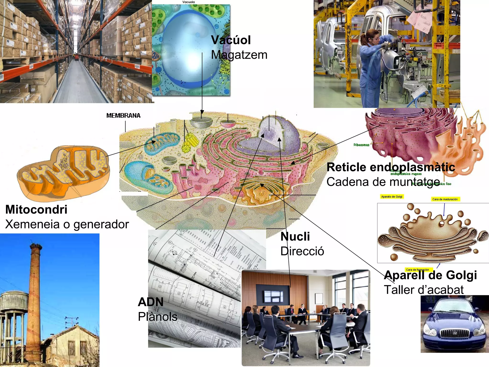 11
Mitocondri
Xemeneia o generador
Nucli
Direcció
ADN
Plànols
Vacúol
Magatzem
Reticle endoplasmàtic
Cadena de muntatge
Aparell de Golgi
Taller d’acabat
 