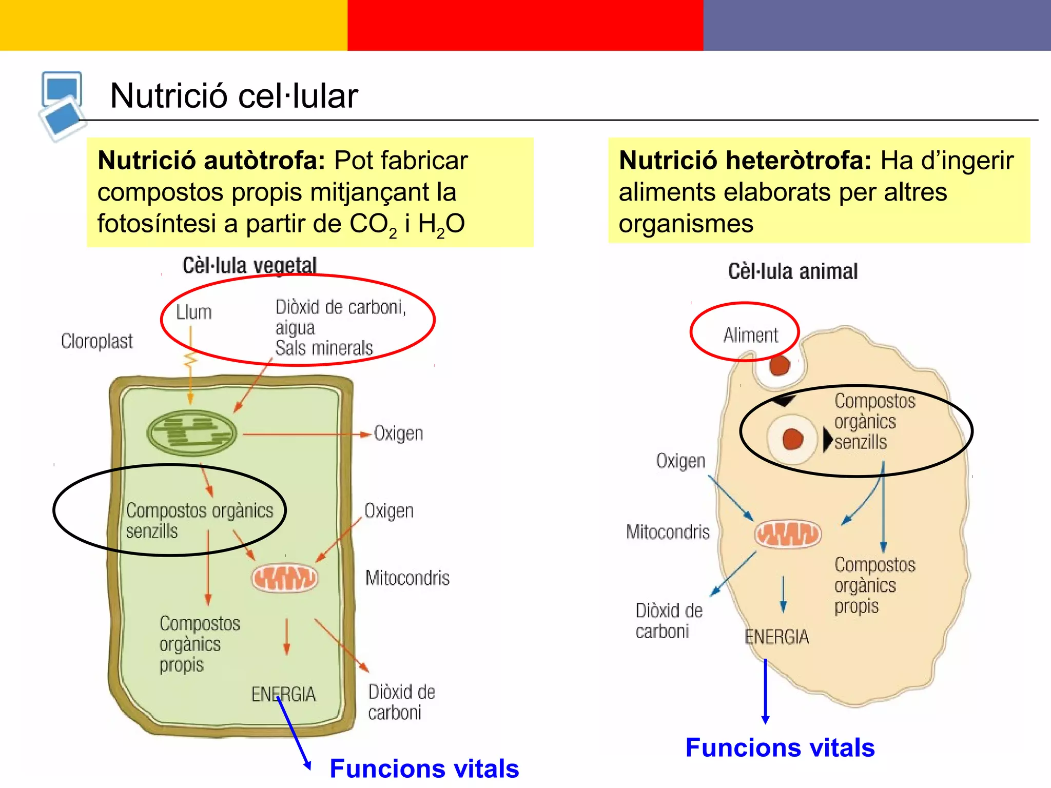 12
Nutrició cel·lular
Nutrició autòtrofa: Pot fabricar
compostos propis mitjançant la
fotosíntesi a partir de CO2 i H2O
Funcions vitals
Funcions vitals
Nutrició heteròtrofa: Ha d’ingerir
aliments elaborats per altres
organismes
 