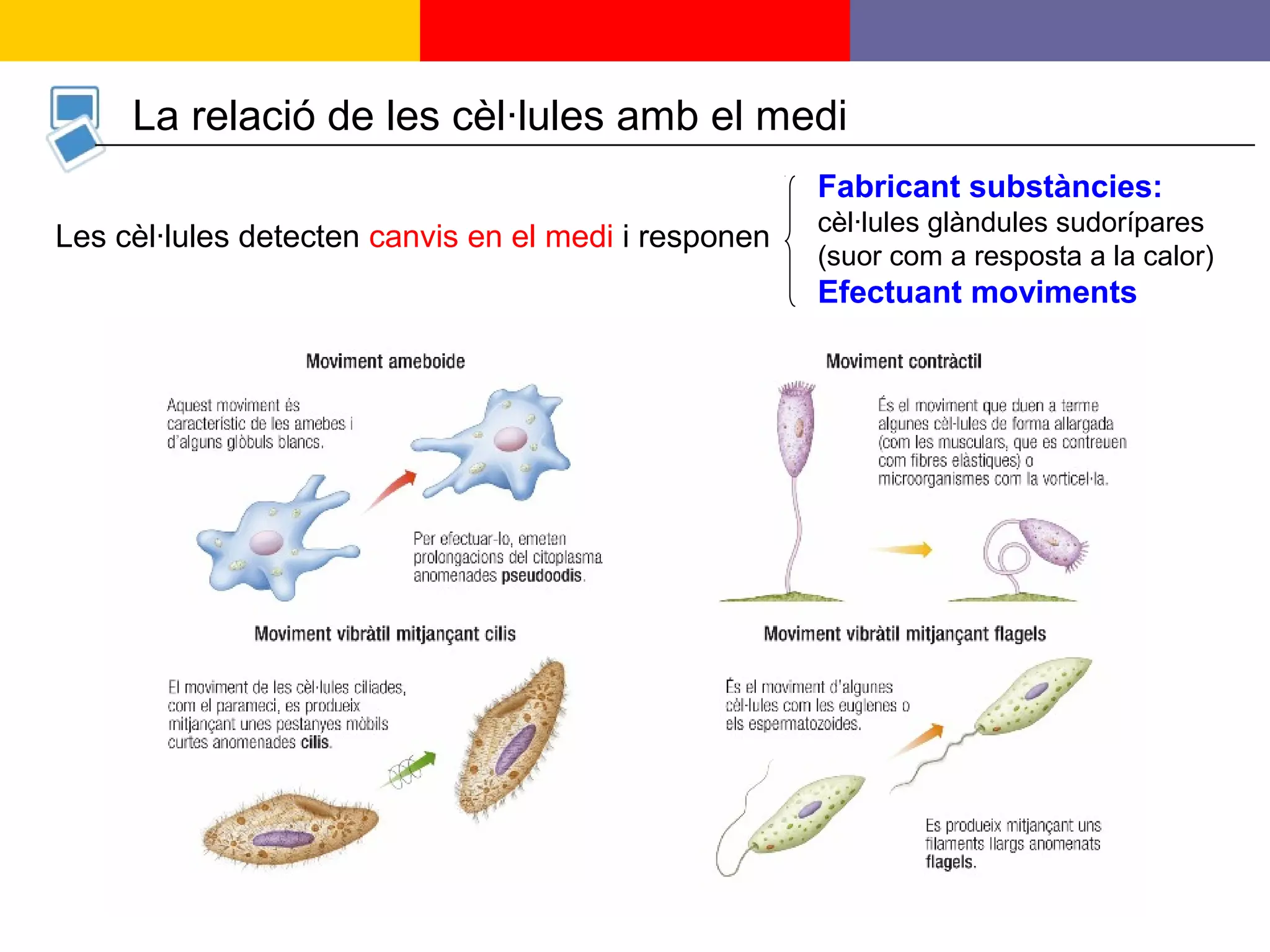 13
La relació de les cèl·lules amb el medi
Les cèl·lules detecten canvis en el medi i responen
Fabricant substàncies:
cèl·lules glàndules sudorípares
(suor com a resposta a la calor)
Efectuant moviments
 