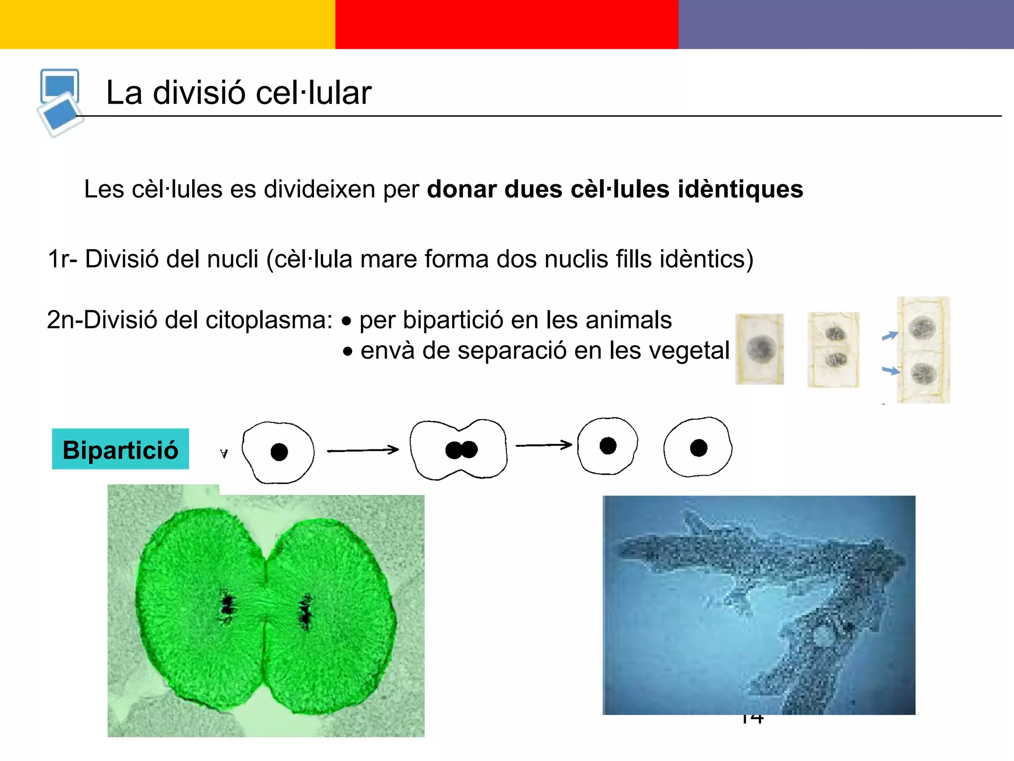 14
La divisió cel·lular
Les cèl·lules es divideixen per donar dues cèl·lules idèntiques
Bipartició
1r- Divisió del nucli (cèl·lula mare forma dos nuclis fills idèntics)
2n-Divisió del citoplasma: • per bipartició en les animals
• envà de separació en les vegetals
 