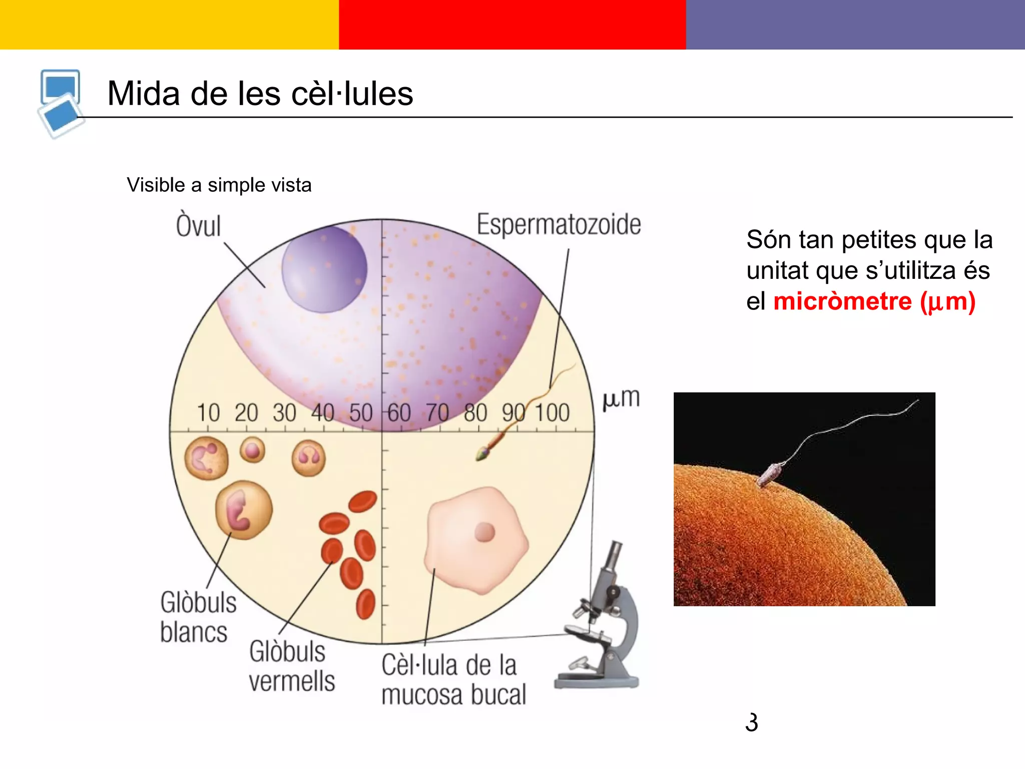 3
Mida de les cèl·lules
Són tan petites que la
unitat que s’utilitza és
el micròmetre (µm)
Visible a simple vista
 