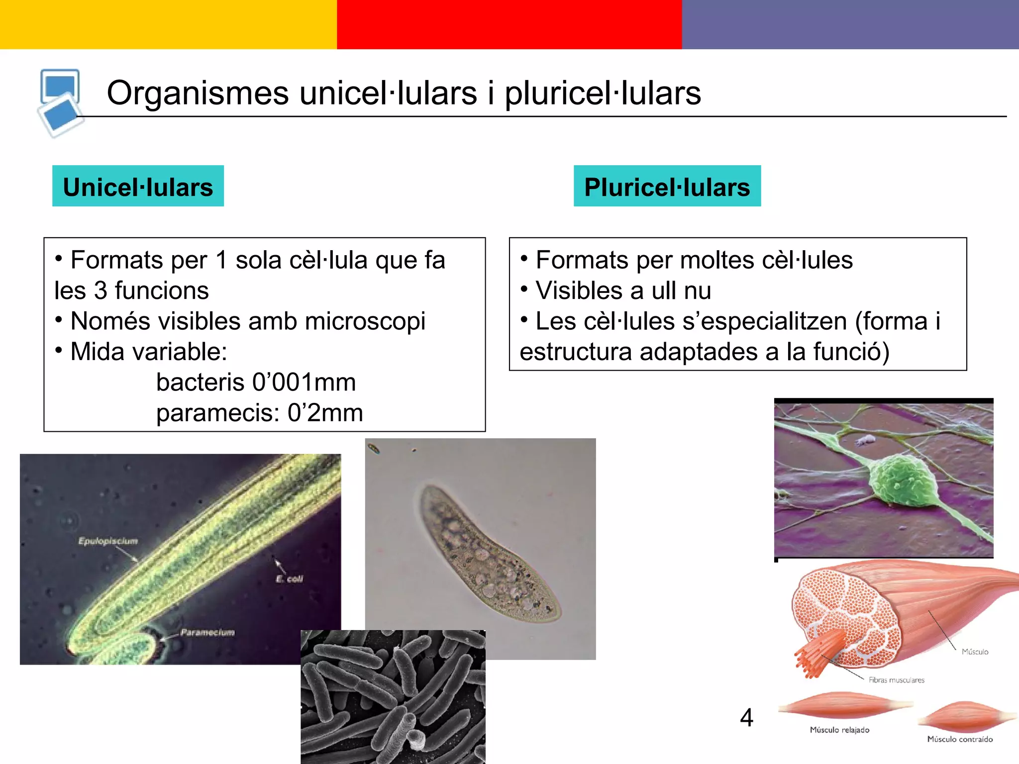 4
Organismes unicel·lulars i pluricel·lulars
Unicel·lulars Pluricel·lulars
• Formats per 1 sola cèl·lula que fa
les 3 funcions
• Només visibles amb microscopi
• Mida variable:
bacteris 0’001mm
paramecis: 0’2mm
• Formats per moltes cèl·lules
• Visibles a ull nu
• Les cèl·lules s’especialitzen (forma i
estructura adaptades a la funció)
 