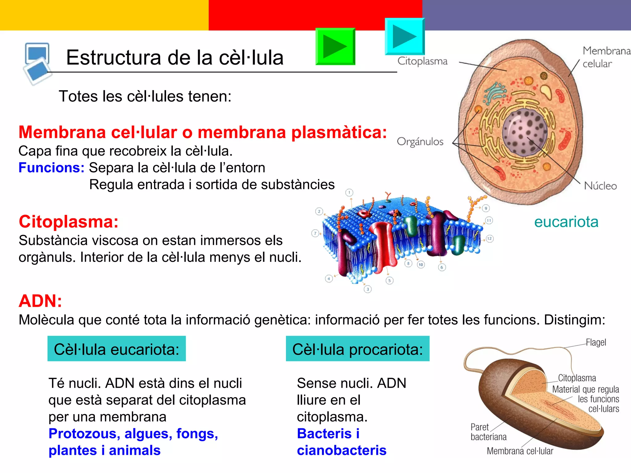 5
Estructura de la cèl·lula
Totes les cèl·lules tenen:
Membrana cel·lular o membrana plasmàtica:
Capa fina que recobreix la cèl·lula.
Funcions: Separa la cèl·lula de l’entorn
Regula entrada i sortida de substàncies
Citoplasma:
Substància viscosa on estan immersos els
orgànuls. Interior de la cèl·lula menys el nucli.
ADN:
Molècula que conté tota la informació genètica: informació per fer totes les funcions. Distingim:
Cèl·lula procariota:
Sense nucli. ADN
lliure en el
citoplasma.
Bacteris i
cianobacteris
Cèl·lula eucariota:
Té nucli. ADN està dins el nucli
que està separat del citoplasma
per una membrana
Protozous, algues, fongs,
plantes i animals
eucariota
 