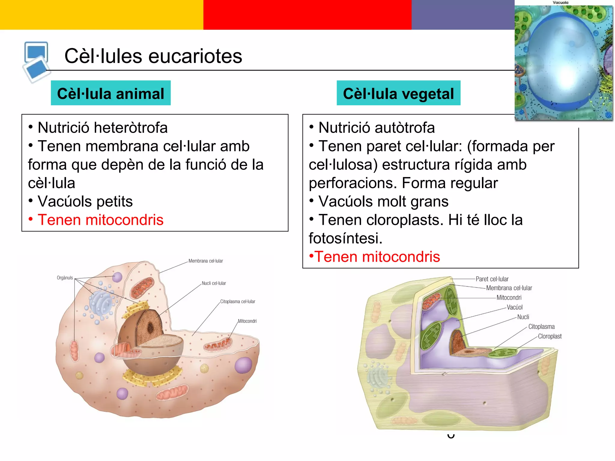 6
Cèl·lules eucariotes
Cèl·lula animal Cèl·lula vegetal
• Nutrició heteròtrofa
• Tenen membrana cel·lular amb
forma que depèn de la funció de la
cèl·lula
• Vacúols petits
• Tenen mitocondris
• Nutrició autòtrofa
• Tenen paret cel·lular: (formada per
cel·lulosa) estructura rígida amb
perforacions. Forma regular
• Vacúols molt grans
• Tenen cloroplasts. Hi té lloc la
fotosíntesi.
•Tenen mitocondris
 