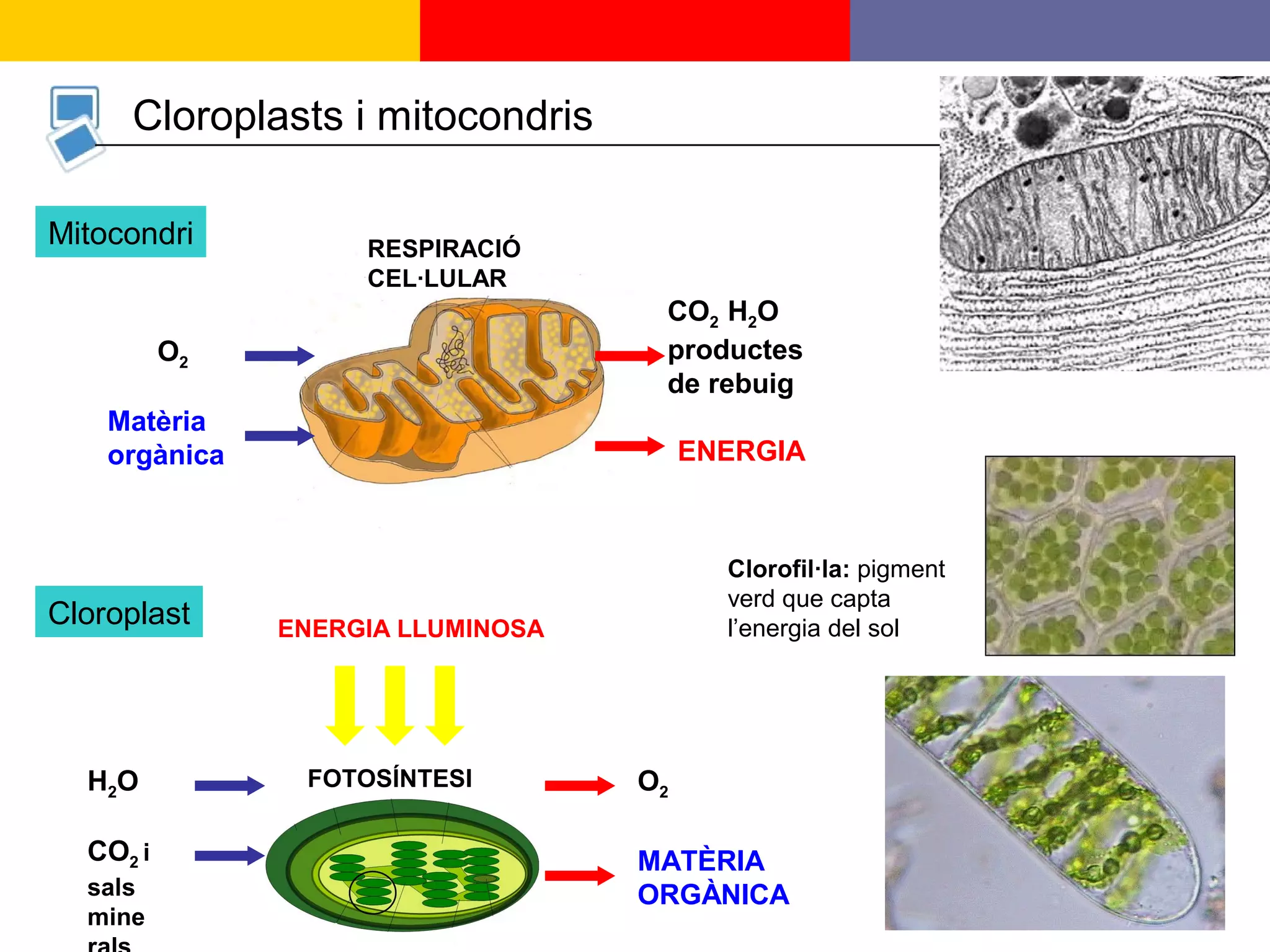 9
Cloroplasts i mitocondris
CO2 H2O
productes
de rebuig
ENERGIA
RESPIRACIÓ
CEL·LULAR
O2
Matèria
orgànica
Mitocondri
O2
MATÈRIA
ORGÀNICA
FOTOSÍNTESIH2O
CO2 i
sals
mine
ENERGIA LLUMINOSA
Cloroplast
Clorofil·la: pigment
verd que capta
l’energia del sol
 