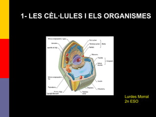 1
1- LES CÈL·LULES I ELS ORGANISMES
Lurdes Morral
2n ESO
 