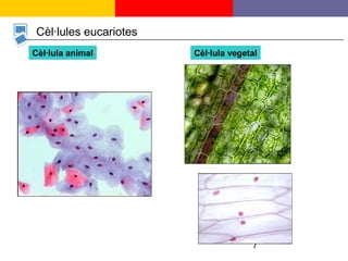 7
Cèl·lules eucariotes
Cèl·lula animal Cèl·lula vegetal
 