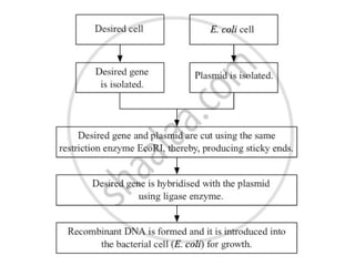 CL12_ Biotechnology_Principles and Process_Priya Jha.pptx
